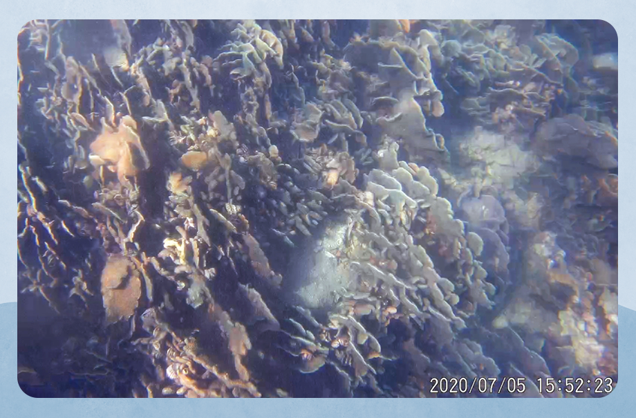 十字牡丹珊瑚出現白化及破碎現象
